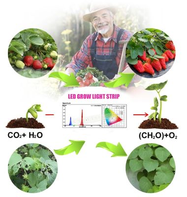 1W SMD 3030 Blue LED Grow Light Chip 440-470nm 300mA 3,0 à 3,4 V